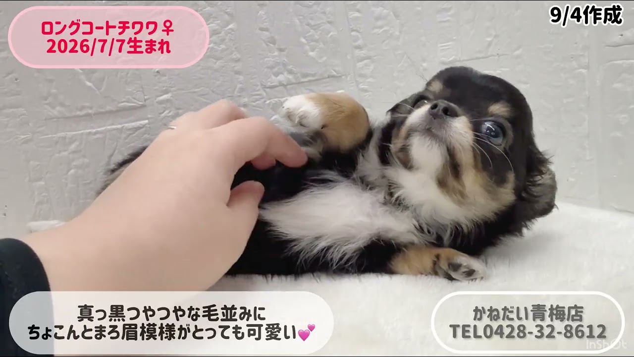 価格の安いロングコート・チワワ♀【動画あり】 / ペットショップ
