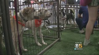 Pets Orphaned By CA Wildfires Up For Adoption At Alameda County Fairgrounds