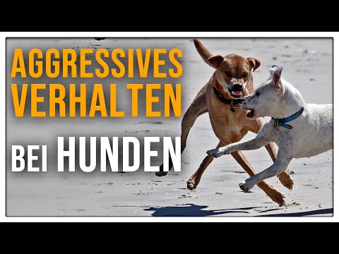 Video: Aggression i hundar