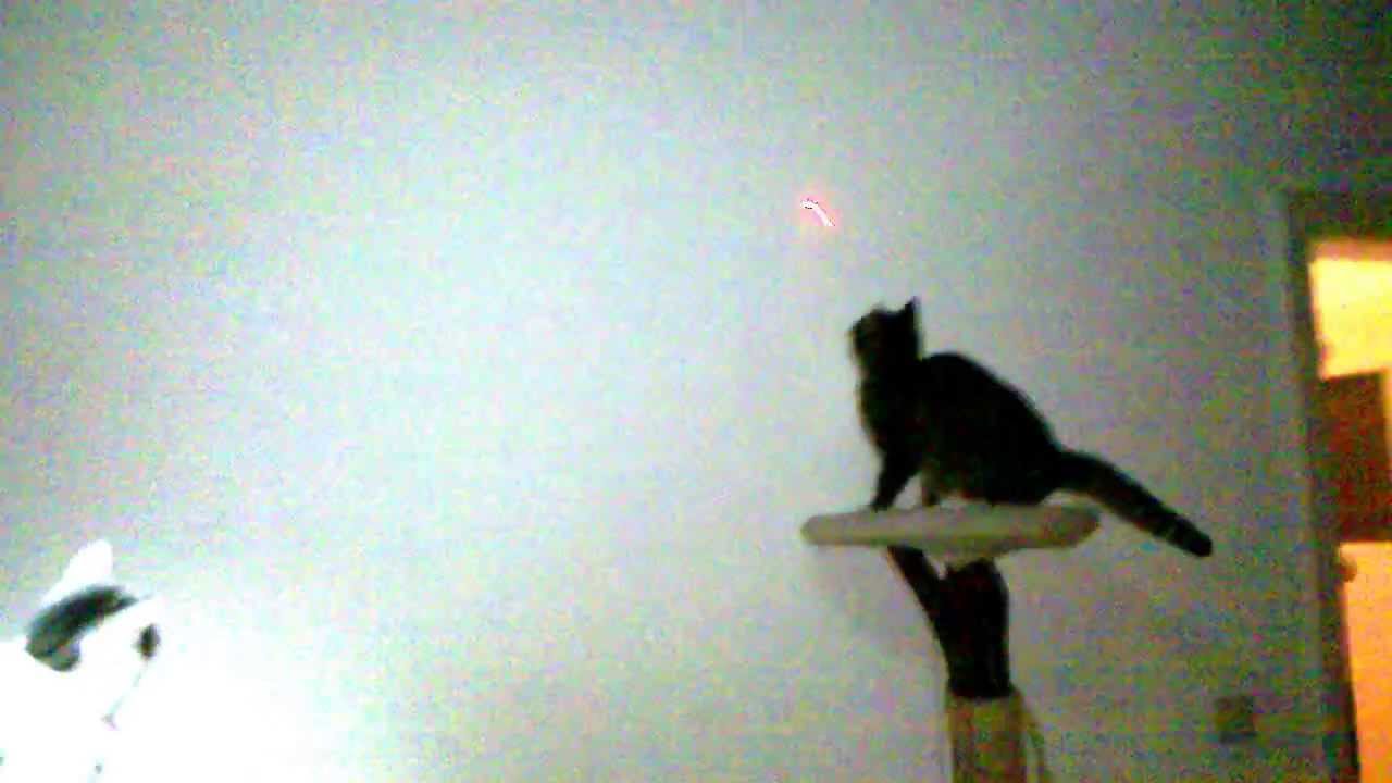 Ute Etu Laser Cat - Laserpointer Action with Freefall