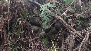 Greenstone gold mining relics
