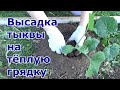 Высадка тыквы на теплую компостную грядку. Умная теплая грядка для кабачков и тыквы на огороде.