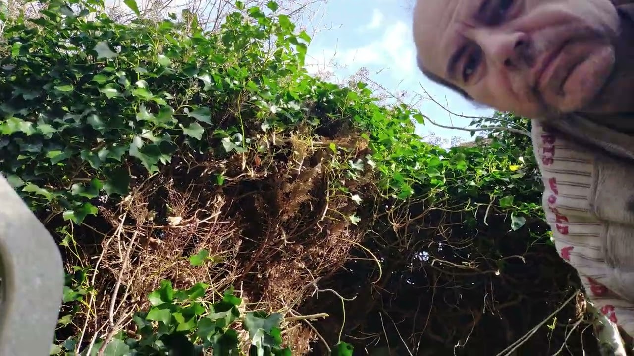 Akku 24 V Heckenschere schneidet den Efeu 28.02.2024