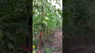 помидоры в открытом грунте на Урале #томаты #помидоры #урожай #сад #огород #дача