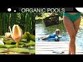 How to grow luscious lilies in an Organic Pool