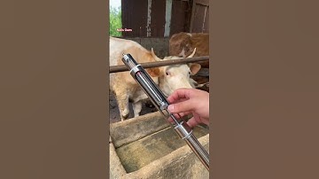 #LongarmSyringe #AntiKickSyringe #Vaccination #Vaccineadd #beautifultools #hardware #viralshort