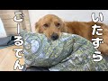 構ってほしくてイタズラする愛犬が可愛いｗ