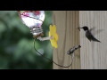 Hummingbird Feeding At Homemade Feeder Hummingbird Feeding At Homemade Feeder