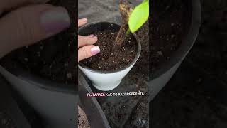 видео: Пересадка лимона после покупки.# лимон #люблюцветы #plants #цветыдлядома #пересадка #цитрус  картинка: Пересадка лимона после покупки.# лимон #люблюцветы #plants #цветыдлядома #пересадка #цитрус