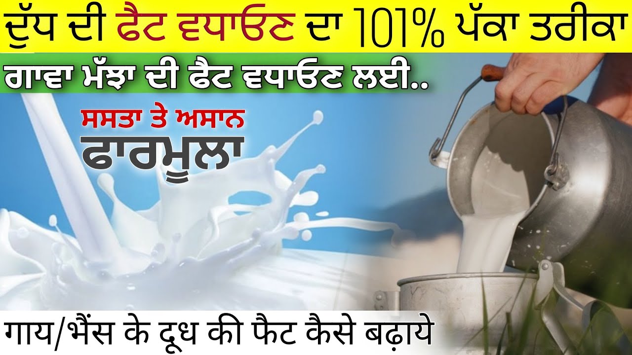 गाय/भैंस के दूध की फैट कैसे बढ़ाये | how to increase fat in buffalo milk • agri advice