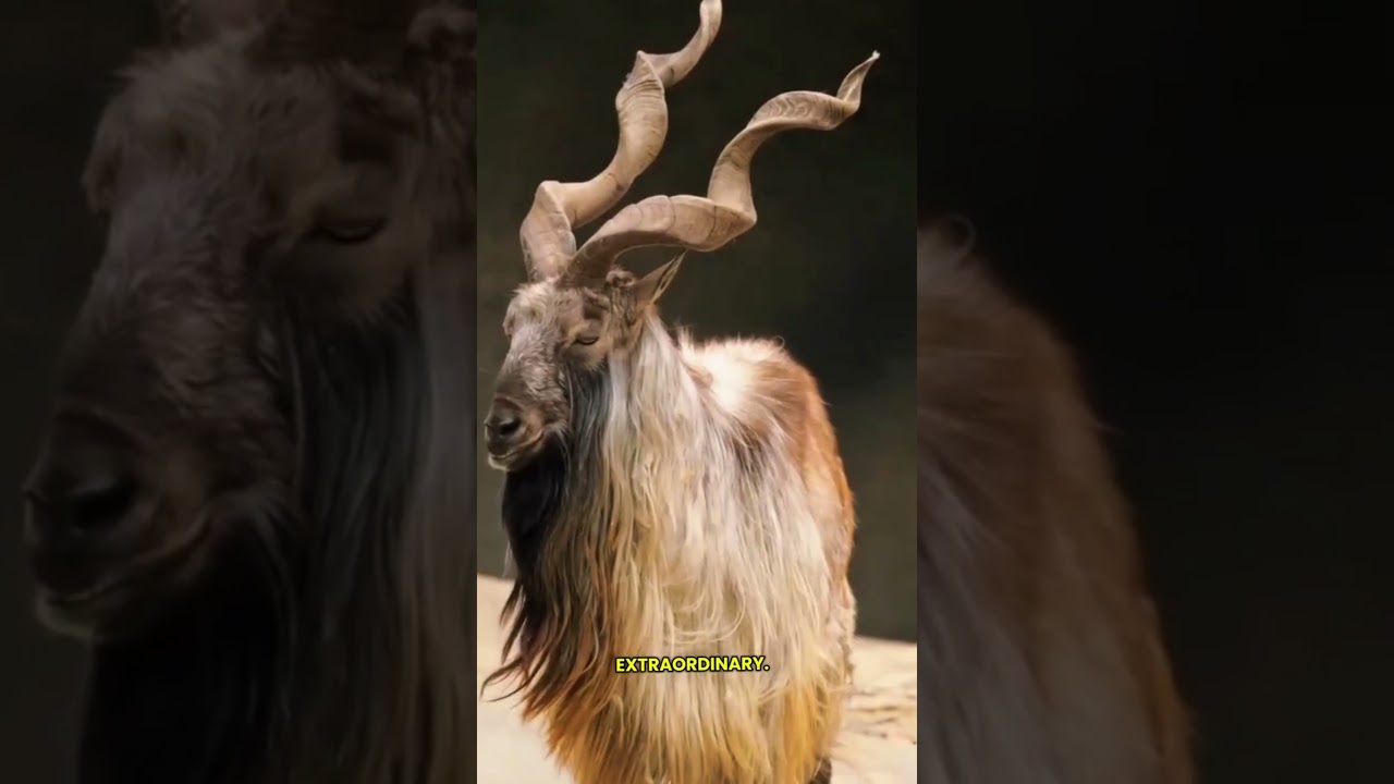MARKHOR The Fearless King of the Mountains 🦌 🏔