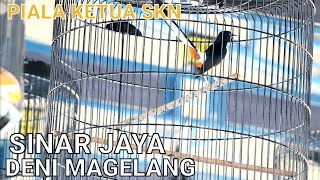 SINARJAYA DENI MAGELANG TERUS BERSINAR #muraibatu #pialaketuaskn