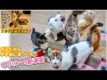 お迎えから半年後に気づいたマリリンの新事実、なんてこった100万回再生、他 #野良猫保護