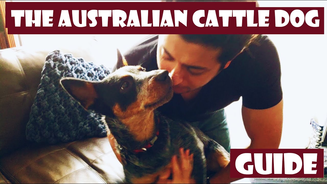 australian cattle dog 101