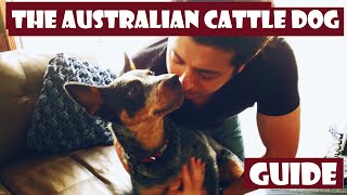 The definitive Introduction to the Australian Cattle Dog 101 (heeler)