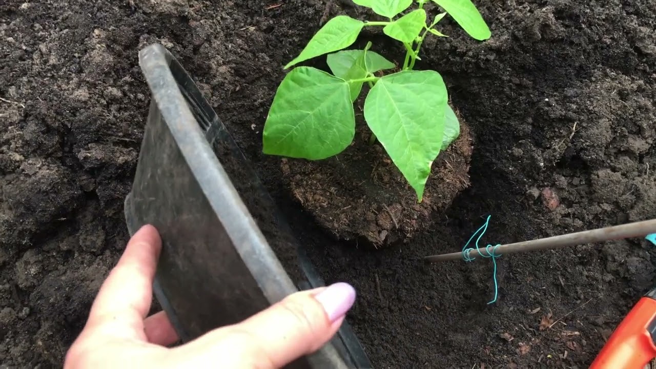 Sperziebonen kweken in een kleine tuin: zaaien, uitplanten & oogsten (schuttingbak methode)