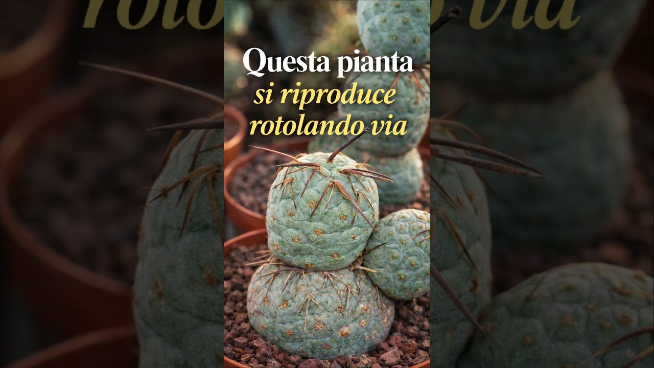 La pianta che si riproduce rotolando