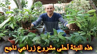 نبتة السنكيزيا | مشروع زراعي منزلي ناجح بدون تكاليف لهذه الأسباب