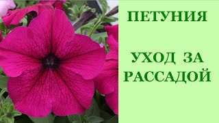 Петуния. Уход за рассадой. Прищипывание(Петуния. Уход за рассадой. Прищипывание На канале я выкладываю свои видео о том, как ПРОСТО и ЛЕГКО пригото..., 2016-04-08T17:58:06.000Z)