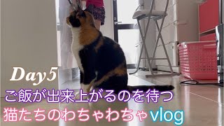 腹ぺこ猫たちのわちゃわちゃvlog!Day5