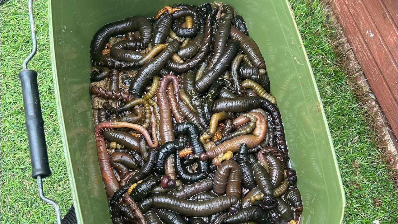 HOW TO GET FREE SEA FISHING BAIT FROM THE BEACH