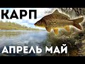 Как успешно ловить карпа в апреле мае? Секреты ловли карпа весной! Как и где искать карпа весной?