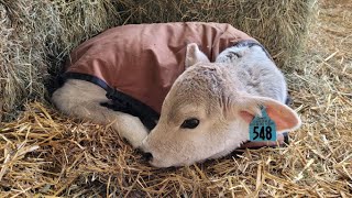 Feeding Calves on a Dairy Farm! Life on a Farm Day 2!