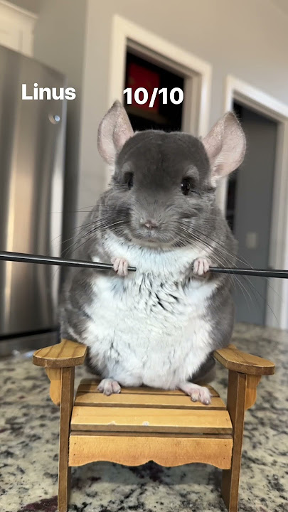 Who wins?! 🏆 #chinchilla #dance #shorts #pets