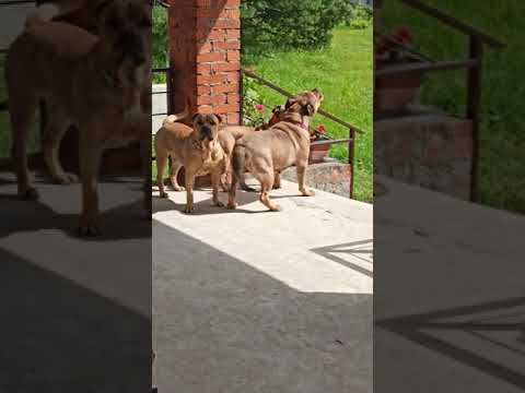 как воют собаки кадебо