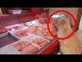A cat was begging for meat and taking it somewhere. People followed it and saw something incredible