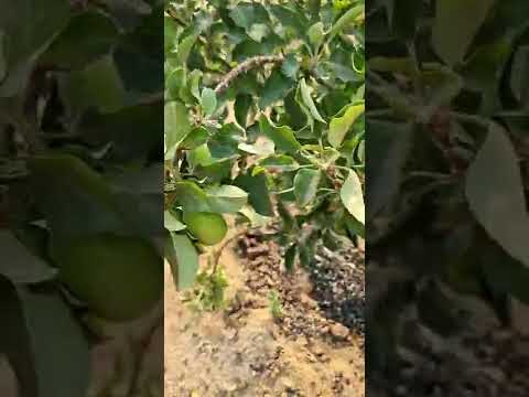 إنتاج تفاح آنا