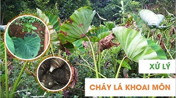 HƯỚNG DẪN XỬ LÝ CHÁY LÁ KHOAI MÔN HIỆU QUẢ