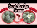 Secreto para FLORECER tus cactus | jardín de la chita