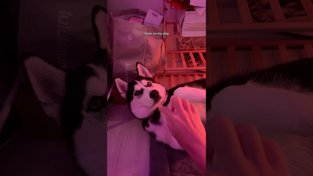 ASMR on my dog 🐕❤️ & mouth sounds 