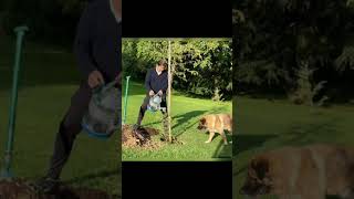 imran khan pet dog || khan ka sheru  #viral  #germanshepherd #pet #pakistanipolitician #celebrities