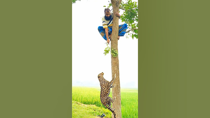A leopard attacks a boy in the village #vfx #shorts #leopard #wildlife #videos #tiger