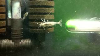 Amano Shrimps Experiment