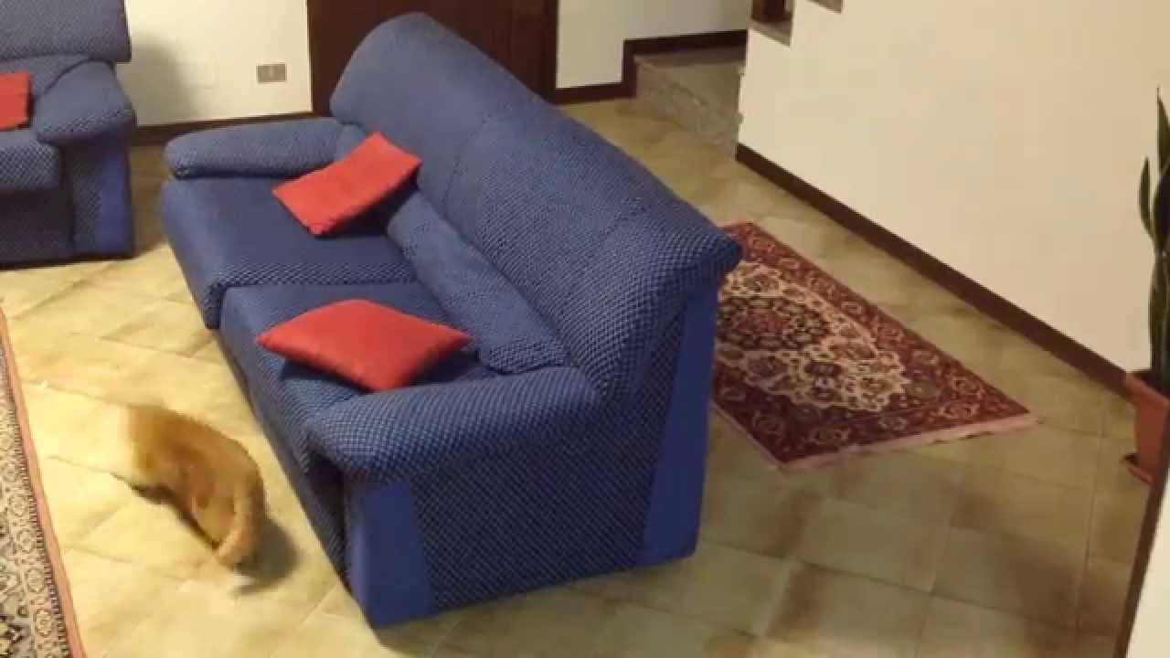 funny cats sleeping in weird positions compilation 2014 funnyplox Laser Game For Cats #2 - SISSI THE RED CAT