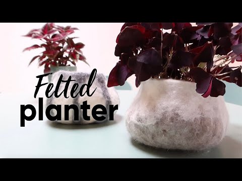 Video: Feltplanter: navn og beskrivelse