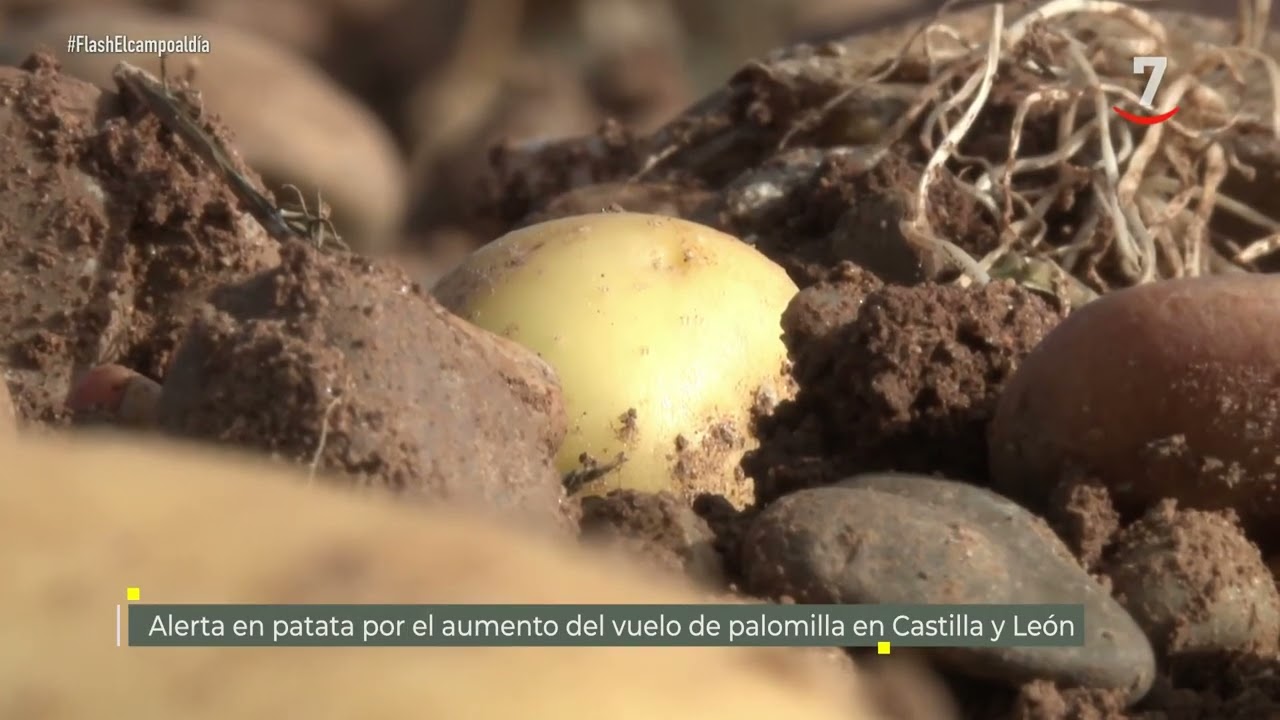 Flash El campo al día (30/06/2026): Alerta en patata por el aumento del vuelo de palomilla en CyL