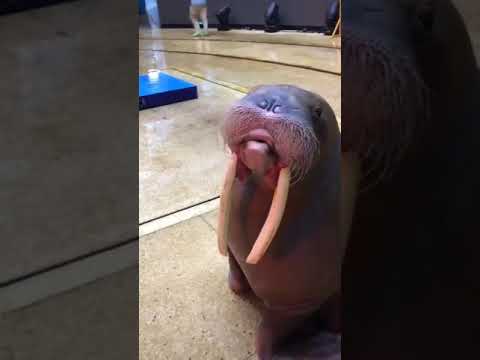 Walrus Whistle