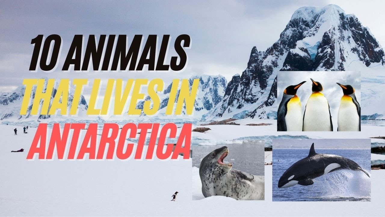 Top 10 Amazing Antarctic Animals - What Animals can Survive and Thrive in  Antarctica? - YouTube