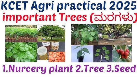 Important Trees(ಮರಗಳು) specimens for agriculture practical exam nurcery plant, leafe, seed, tree