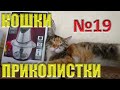 СМЕШНЫЕ КОТЫ И КОШКИ Кошки приколистки и не только они Выпуск 19