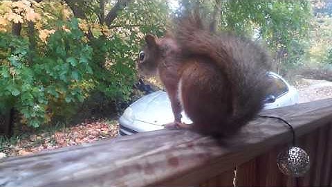 Leafy The Squirrel pooped on the porch railing!
