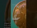 Video Content Analysis