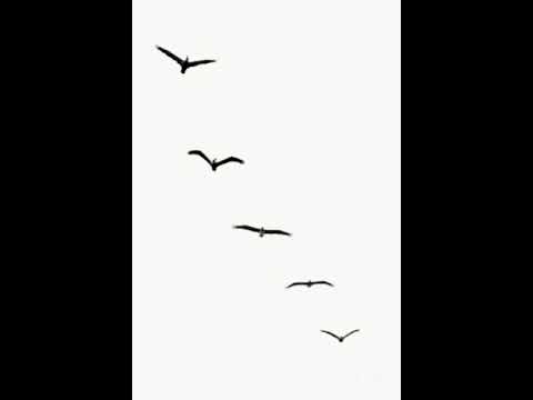 MilliKilli X "Fragen" [rel. by Seelenheil45 & 666Mafia]