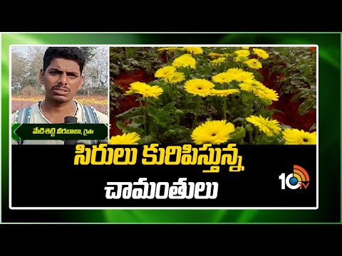 సిరులు కురిపిస్తున్న చామంతులు | Chrysanthemum Crop Cultivation | Matti Manishi | 10TV - 10TVNEWSTELUGU