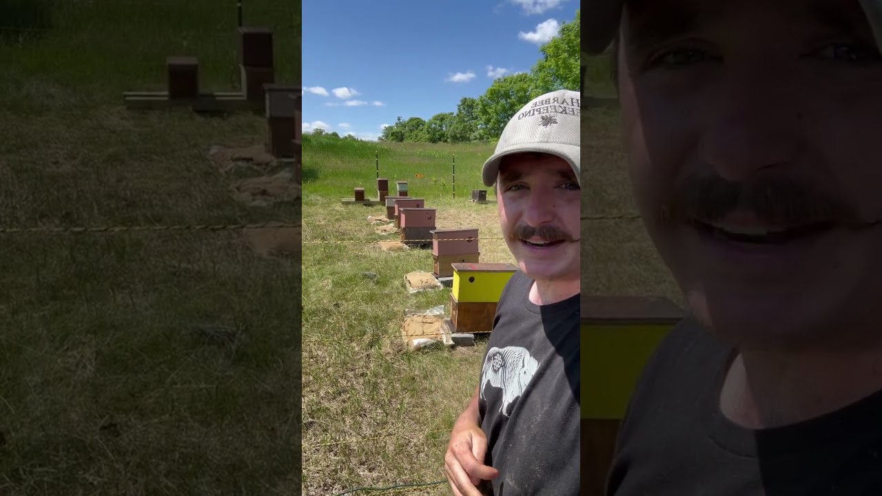 Build a bee yard - new bee yard