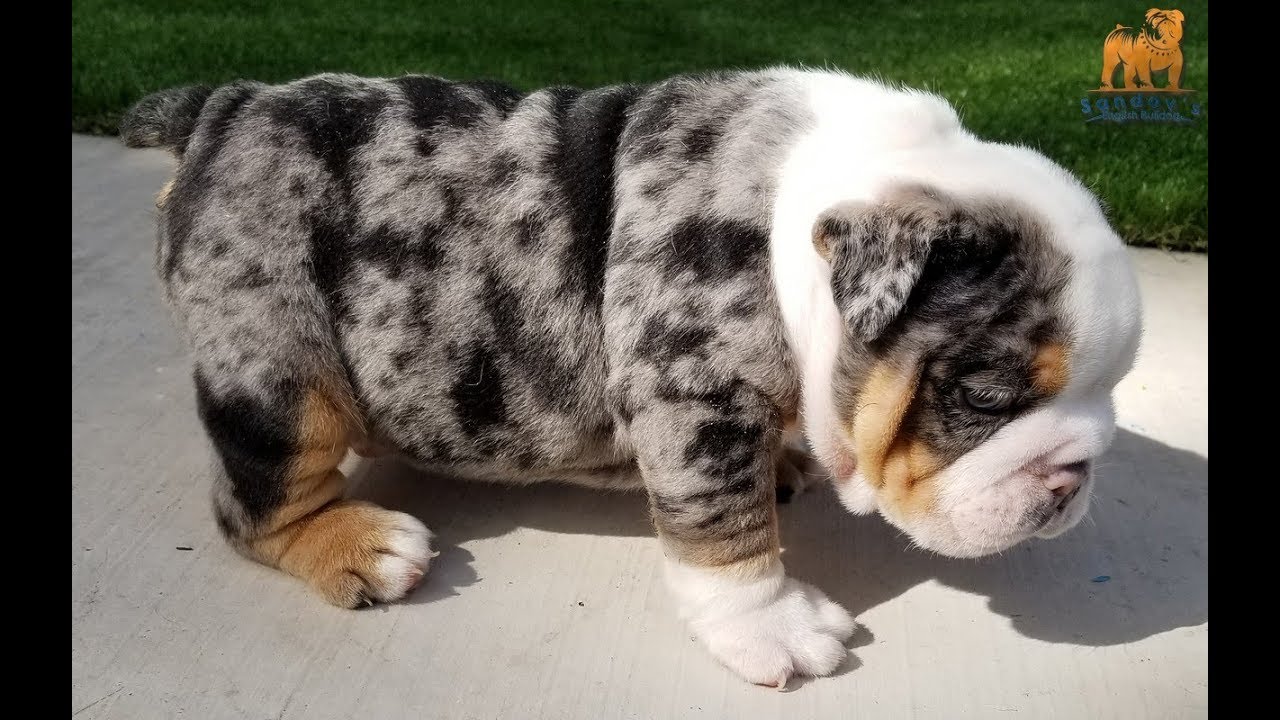 Sandov's English BulldogRare Black Tri Merle English Bulldog 🔥 Bulldo...